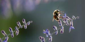 Biodiversity