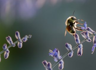 A honey bee on a lavender plant