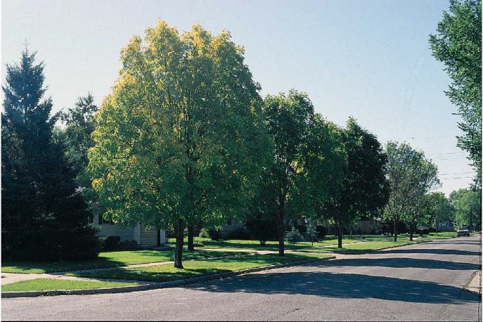Fraxinus Mandshurica