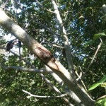 An ash tree