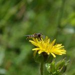Pollinator in action