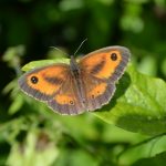 Butterfly on flower